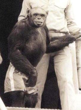 Early media photograph of Oliver the chimpanzee. (Photo: Wikimedia)