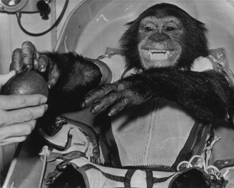 Humanzee: What’s the Truth Behind the Hypothetical Hybrid? – Sick History