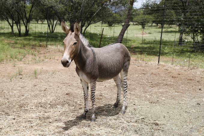 A zebroid,also known as, zedonk, zorse, zebra mule, zonkey, and zebmule. (Photo: Shutterstock)