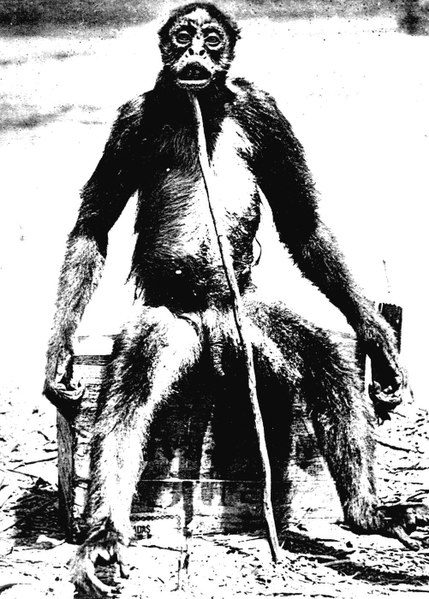 De Loys' Ape photograph